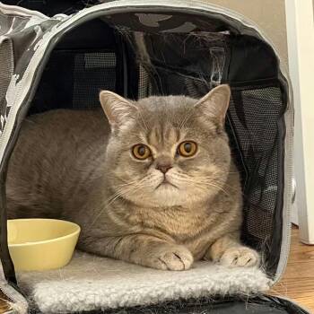 Paopao -  Domestic Short Hair Cat for Adoption in Sunnyvale, California - Paopao | PetCurious