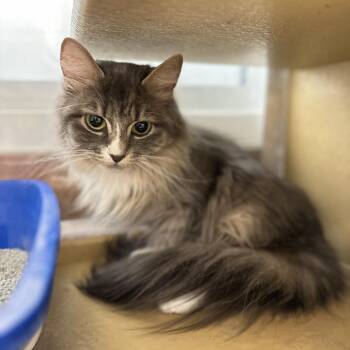 Mittens -  Domestic Medium Hair Cat for Adoption in Spokane, Washington - Mittens | PetCurious