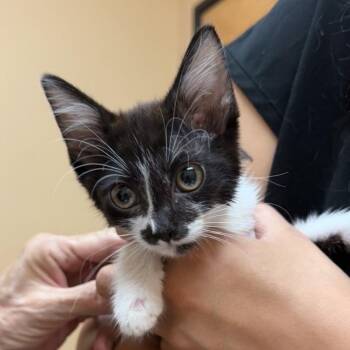 Baby Chuchi -  Domestic Short Hair Cat for Adoption in Midland, Texas - Baby Chuchi | PetCurious
