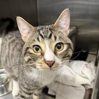 Rescue Domestic Short Hair Cats for Adoption in Las Vegas, Nevada - NOODLES | PetCurious