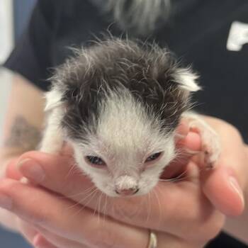 Domestic Short Hair Cats Available for Adoption in Houston, Texas - Sua | PetCurious