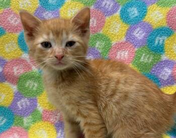 Rescue Domestic Short Hair Cats for Adoption in Tillsonburg, Ontario - EMINEM | PetCurious