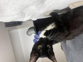The Empress -  Domestic Short Hair Cat for Adoption in Sacramento, California - The Empress | PetCurious