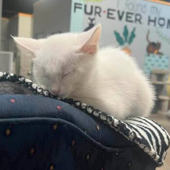 Addy -  Domestic Short Hair Cat for Adoption in Lenexa, Kansas - Addy | PetCurious