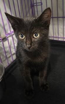 Kitten Hood -  Domestic Short Hair Cat for Adoption in Cuyahoga Falls, Ohio - Kitten Hood | PetCurious