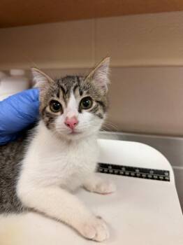 Jake -  Domestic Short Hair Cat for Adoption in Bossier City, Louisiana - Jake | PetCurious