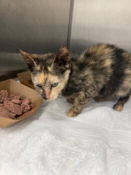 Sqwibble -  Domestic Short Hair Cat for Adoption in Hartsville, South Carolina - Sqwibble | PetCurious