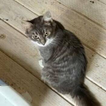 Domestic Medium Hair Cats Available for Adoption - Belgian Ale (AKA Ginny) | PetCurious