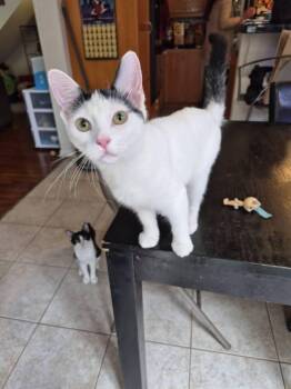 Kaa -  Domestic Short Hair Cat for Adoption in Oceanside, California - Kaa | PetCurious