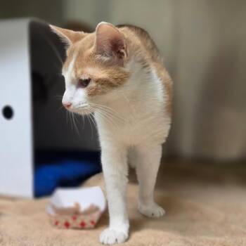 Izzy -  Domestic Short Hair Cat for Adoption in Briarcliff Manor, New York - Izzy | PetCurious