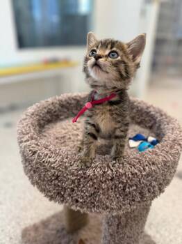 Domestic Short Hair Cats Available for Adoption in Viroqua, Wisconsin - Hummus | PetCurious