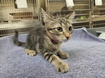 Tink -  Domestic Short Hair Cat for Adoption in Westland, Michigan - Tink | PetCurious