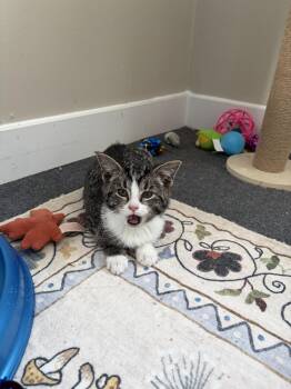 Drake -  Tabby and Domestic Short Hair Cat Available for Adoption - Drake | PetCurious