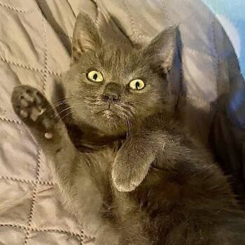 Rescue Domestic Short Hair Cats for Adoption in Marshall, Virginia - Cricket | PetCurious