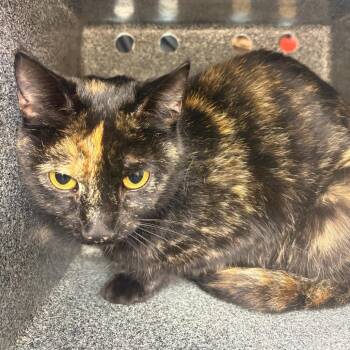 Domestic Short Hair Cats Available for Adoption in Birmingham, Alabama - Gemini | PetCurious