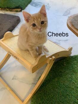 Cheebs -  Domestic Short Hair Cat for Adoption in Saint Charles, Missouri - Cheebs | PetCurious