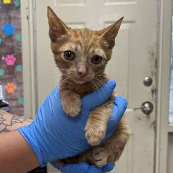 Taz 4873 -  Domestic Short Hair Cat for Adoption in Hamilton, Georgia - Taz 4873 | PetCurious