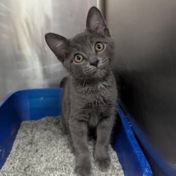Hee Hee -  Domestic Short Hair Cat for Adoption in Evansville, Indiana - Hee Hee | PetCurious