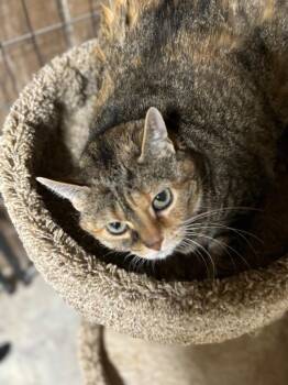 Domestic Short Hair Cats Available for Adoption - Elsa | PetCurious
