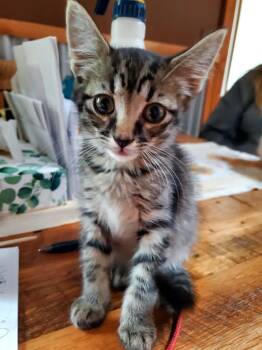 Uniswap -  Domestic Short Hair Cat for Adoption in Manhattan, Kansas - Uniswap | PetCurious