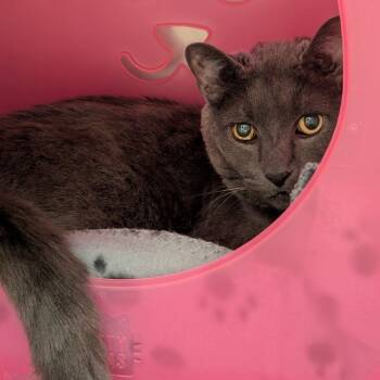 Mrs. Blue -  Domestic Short Hair Cat for Adoption in Titusville, Florida - Mrs. Blue | PetCurious