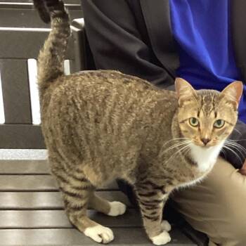 Caramel -  Domestic Short Hair Cat for Adoption in Montgomery, Alabama - Caramel | PetCurious
