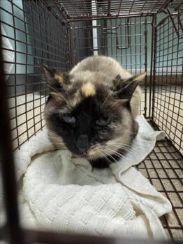 Rescue Siamese and Domestic Short Hair Cats for Adoption in Loveland, Colorado - OPAL | PetCurious