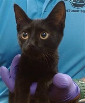 CELEST -  Domestic Short Hair Cat for Adoption in Doral, Florida - CELEST | PetCurious
