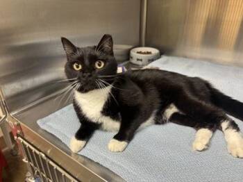 Glandy -  Domestic Short Hair Cat for Adoption in Brunswick, Georgia - Glandy | PetCurious