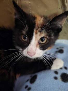 Annabeth -  Domestic Short Hair Cat for Adoption in East Amwell Township, New Jersey - Annabeth | PetCurious