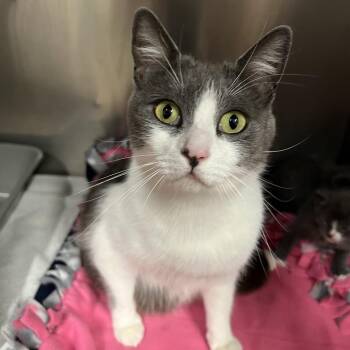 Windbreaker -  Domestic Short Hair Cat for Adoption in Morgan Hill, California - Windbreaker | PetCurious