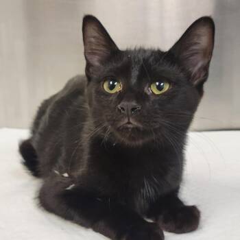Victoria -  Domestic Short Hair Cat for Adoption in Sarasota, Florida - Victoria | PetCurious