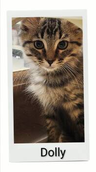 Dolly -  Domestic Medium Hair Cat for Adoption in Caistor Centre, Ontario - Dolly | PetCurious