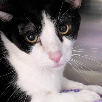 Domestic Short Hair Cats Available for Adoption in Las Vegas, Nevada - Simon | PetCurious