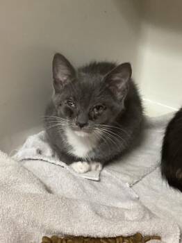 Bud -  Domestic Short Hair Cat for Adoption in Burgaw, North Carolina - Bud | PetCurious