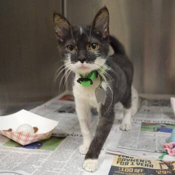 SANDBAR -  Domestic Short Hair Cat for Adoption in St. Louis, Missouri - SANDBAR | PetCurious