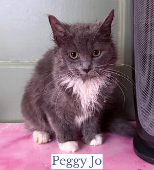 Domestic Medium Hair Cats Available for Adoption - Peggy Jo | PetCurious