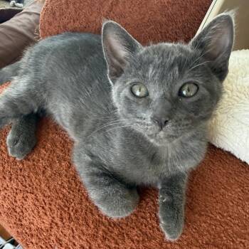 Calvin -  Domestic Short Hair Cat for Adoption in Long Beach, California - Calvin | PetCurious