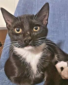 Stripe -  Tuxedo Cat for Adoption in Rutherfordton, North Carolina - Stripe | PetCurious