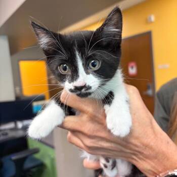 Petra -  Domestic Short Hair Cat for Adoption in Norman, Oklahoma - Petra | PetCurious