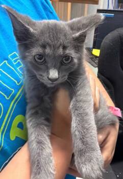 Jafar -  Domestic Long Hair Cat for Adoption in Virginia, Minnesota - Jafar | PetCurious