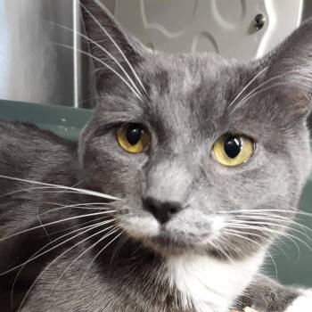 Cloud -  Domestic Short Hair Cat for Adoption in Spokane, Washington - Cloud | PetCurious
