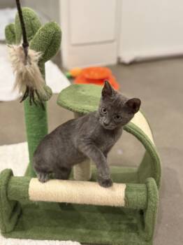 Rescue Russian Blue Cats for Adoption in Dallas, Texas - Slate CS - 2 | PetCurious