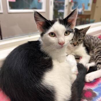 Christopher Robin -  Domestic Short Hair Cat for Adoption in Fresno, California - Christopher Robin | PetCurious