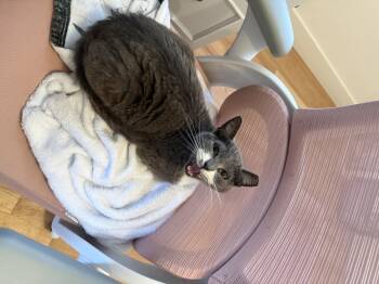 Winnie -  Domestic Short Hair Cat for Adoption in Tampa, Florida - Winnie | PetCurious