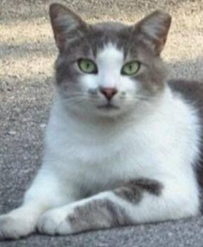 Rescue Domestic Short Hair Cats for Adoption in Duette, Florida - Cloudy | PetCurious