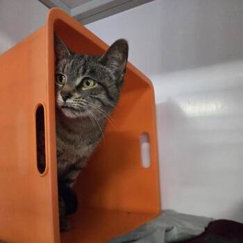Angelica -  Domestic Short Hair Cat for Adoption in Bentonville, Arkansas - Angelica | PetCurious