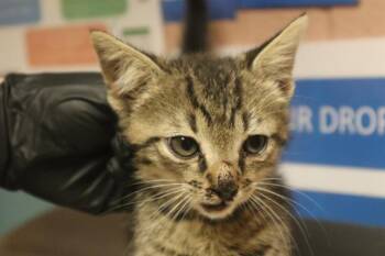 SEAN -  Domestic Short Hair Cat for Adoption in Columbia, South Carolina - SEAN | PetCurious