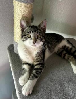 Domestic Short Hair Cats Available for Adoption - Valentino D. | PetCurious