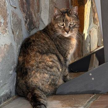 Lala -  Domestic Short Hair Cat for Adoption in Raritan, New Jersey - Lala | PetCurious